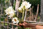Bouquet of White Lotus Khone Island, Lao.