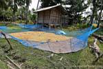 Drying rice, Khone Island, Lao.