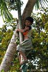 Perilous picking betel, Khone Island, Lao.