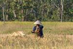 Rice harvest in Ban Thakho, Lao.