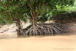 Root imbroglio along the Mekong River, Luang Prabang, Lao.