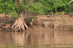 Landscape banks of the Mekong, South Laos, Lao.