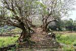 Staircase overgrown with frangipani, Wat Phou, Lao.