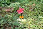 Offering flowers, Vat Phou, Lao.