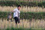 Child at picking crab rice fields, Xieng Khouang, Lao.