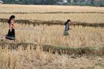 Girls in cut corn, Thai Dam, Xieng Khouang, Lao.