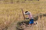 Search ricefield crabs, Thai Dam, Xieng Khouang, Lao.
