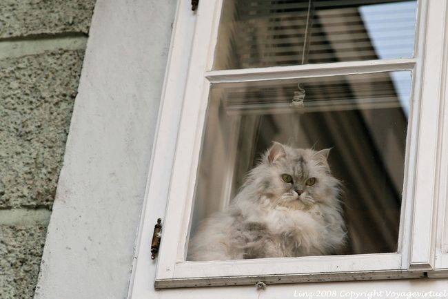 Altstadt, Klosterstrasse, Persian cat behind the glass, Linz - Austria