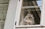 Altstadt, Klosterstrasse, Persian cat behind the glass, Linz, Austria.
