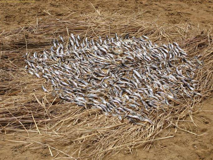 Entre Mopti et Tombouctou Pinasse Poissons Mali