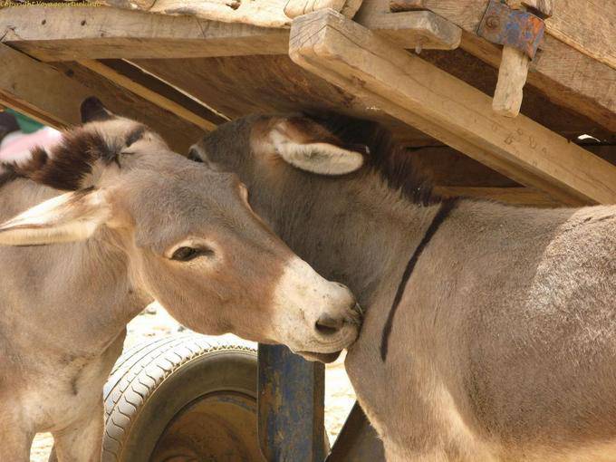 Sarro Calin Anes Mali