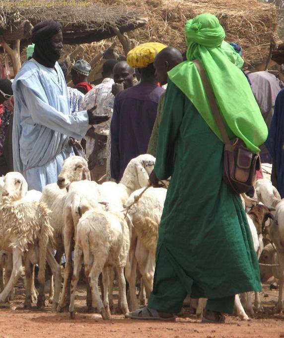 Sarro Cheche Vert Mali