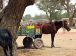 Sarro, charette et cheval, Mali.