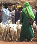 Sarro, le chèche vert et les moutons, Mali.