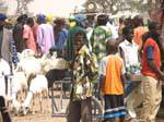 Sarro, effervescence au marché aux bestiaux, Mali.
