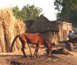 Simby, un cheval devant une case, Mali.
