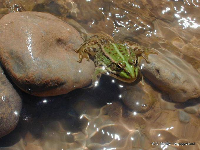 The green frog in the Rose Valley - Morocco