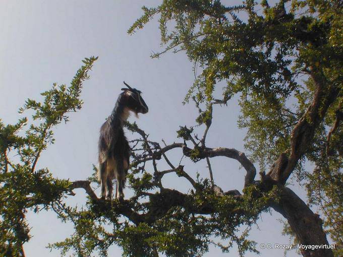 Essaouira, a goat in Argan - Morocco