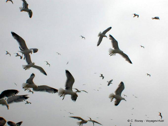 Swarm of seabirds above the port of Essaouira - Morocco