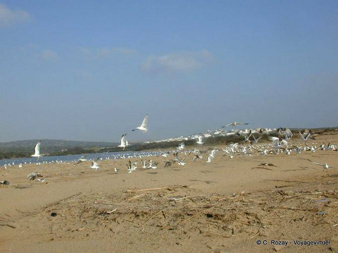 Birds near the mouth of the wadi Igrounzar, Essaouira - Morocco