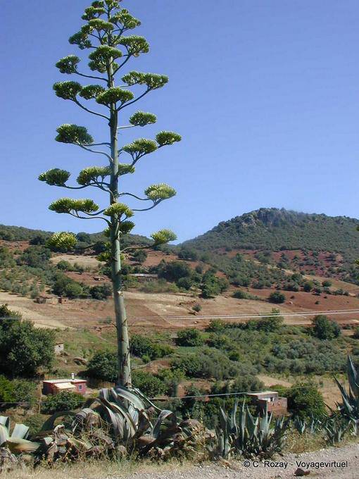 Giant Aloes on forest background, Khenifra - Morocco