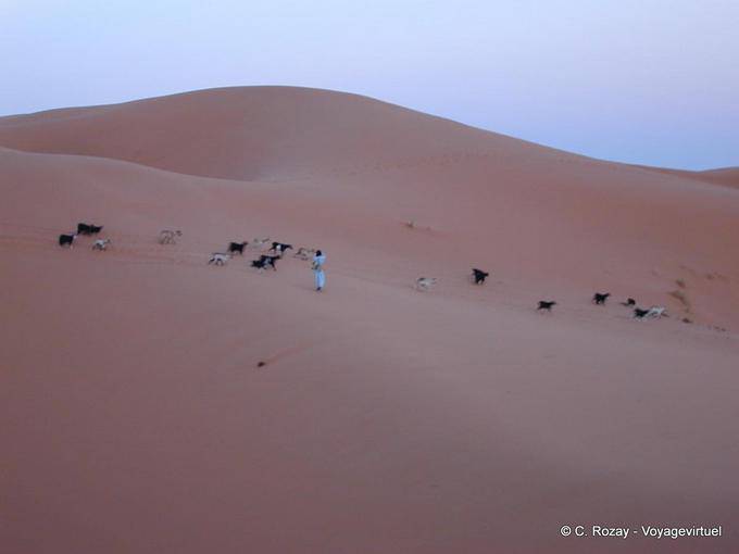 A shepherd and his flock in the pink dunes of Merzouga - Morocco