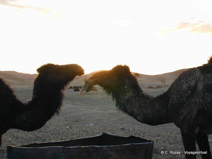 Dromedaries restaurant at sunrise, Merzouga - Morocco