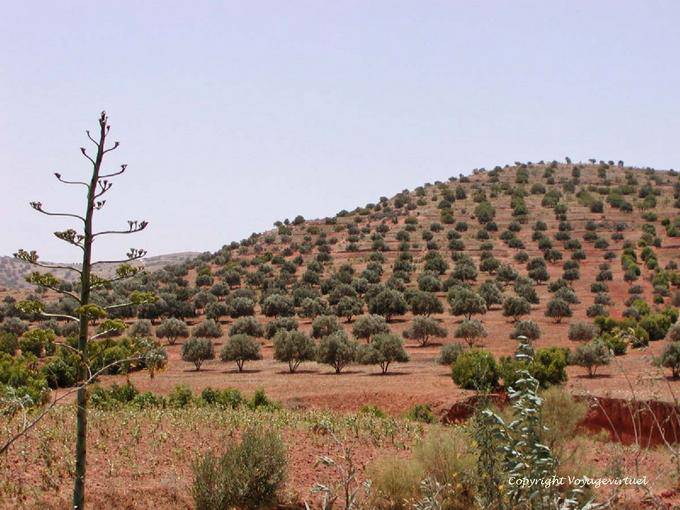 An olive tree covered hill, around Essaouira - Morocco