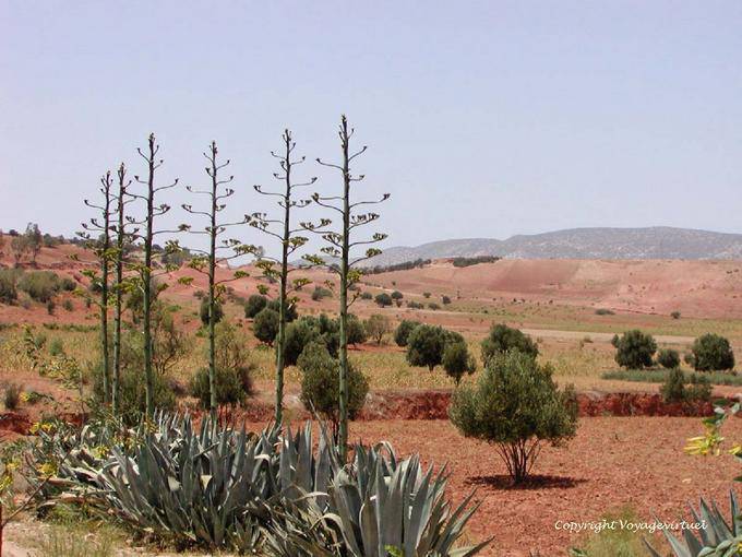 Aloe and red earth around Essaouira - Morocco