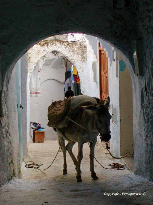 Donkey saddled in an alley, Medina, Chefchaouen - Morocco