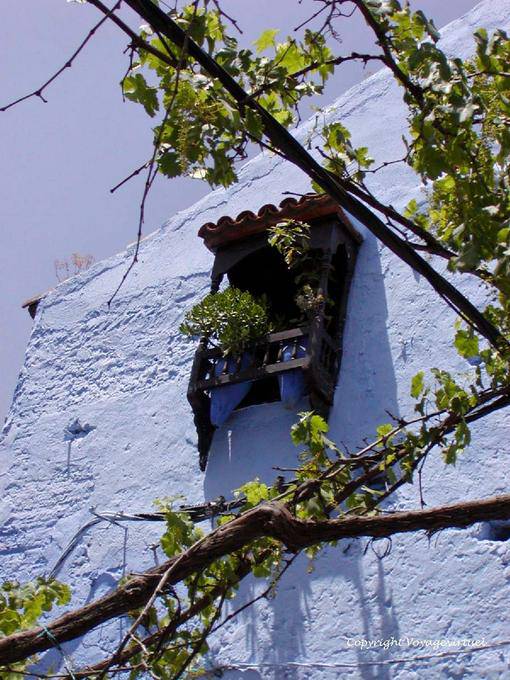 Vines and latticework window, Chefchaouen - Morocco