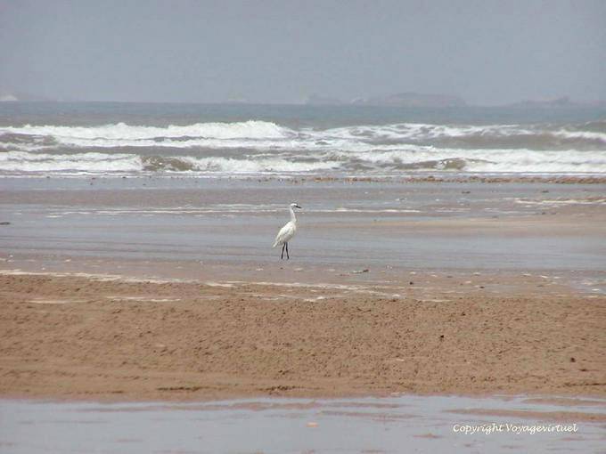 Whooping cranes along the beach to the river Igrounzar, Essaouira - Morocco