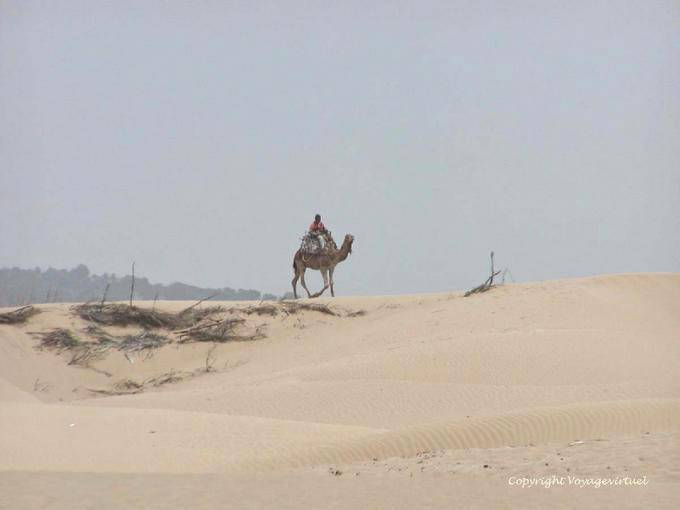Camel on the dunes near Diabet, Essaouira - Morocco