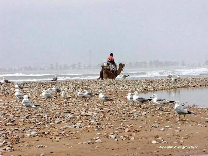 Beach with sea birds, a camel and wild ocean, Essaouira - Morocco