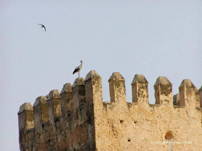 Martinet stork in flight and on the battlements of the Grand Mechouar Fès - Morocco