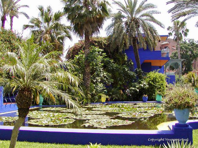 Pond Basin lily, Jardin Majorelle, Marrakech - Morocco