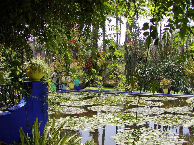 Lily pond and lotus Asia, Jardin Majorelle, Marrakech - Morocco