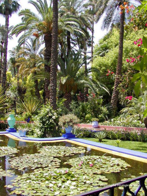 Lotus flowers and lush, Jardin Majorelle, Marrakech - Morocco