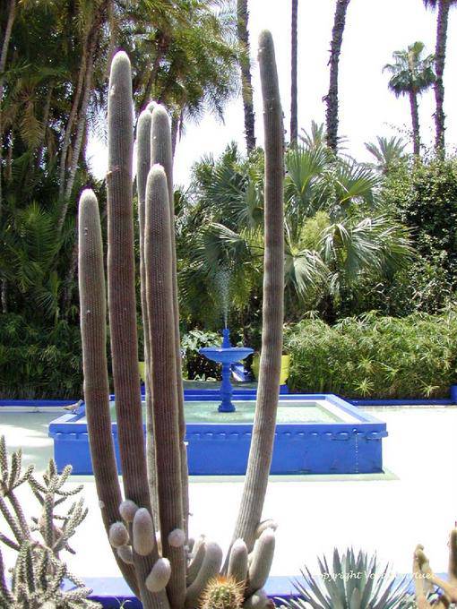 Between candelabra cactus and blue fountain square Majorelle, Marrakech - Morocco