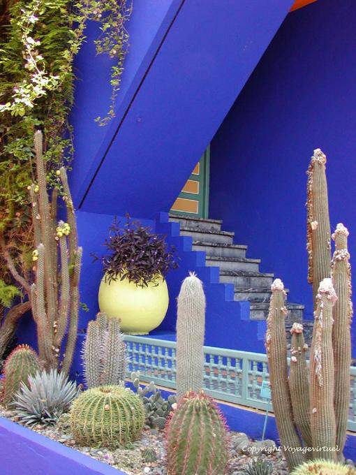 Blue Angel and collection of cacti, Majorelle Garden Marrakech - Morocco