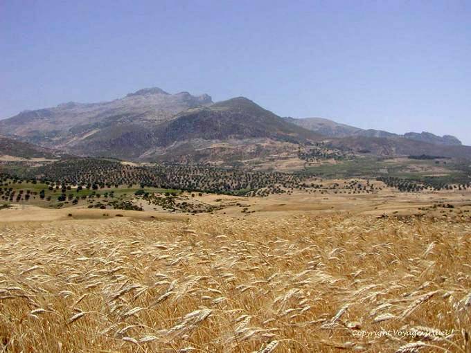 Rif Mountains and wheat field near Beni Darkoul - Morocco