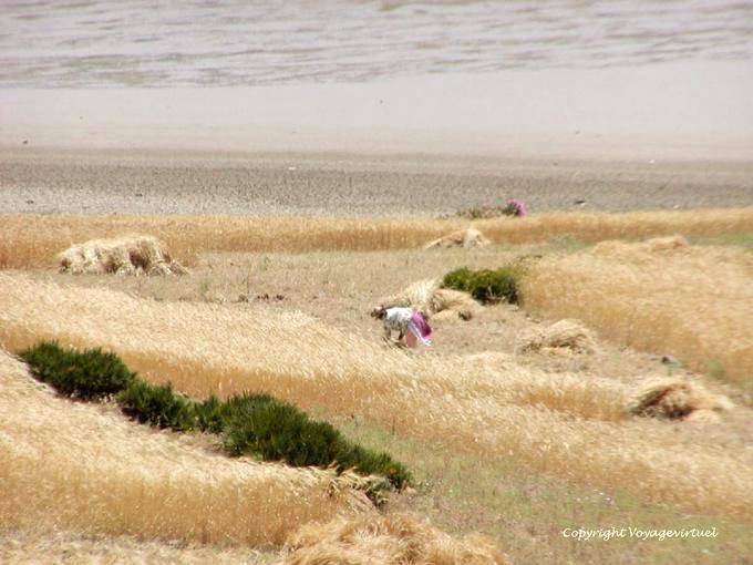 Impressionism at harvest, Derdara, Oued Lau, Jbala Rif - Morocco