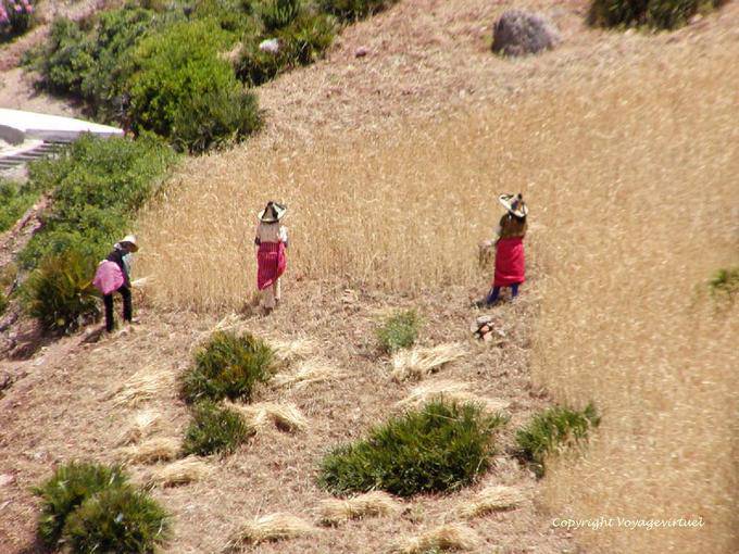 Women wearing the typical hat Rif during harvest, the Oued Lau Valley - Morocco