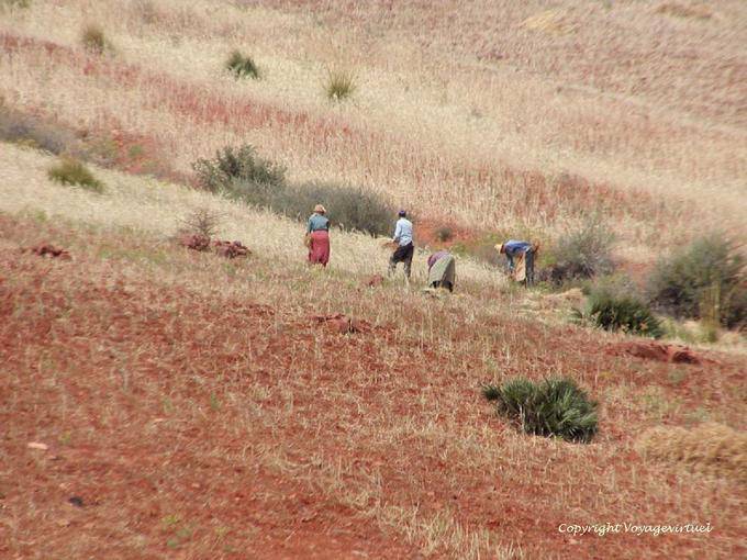 Peasants at work, manual harvesting Rif - Morocco