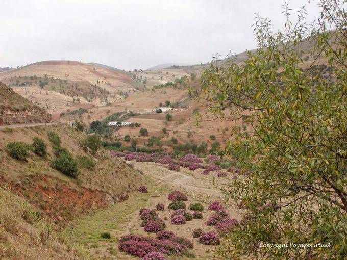 Landscape hilly and oleanders, Rif - Morocco