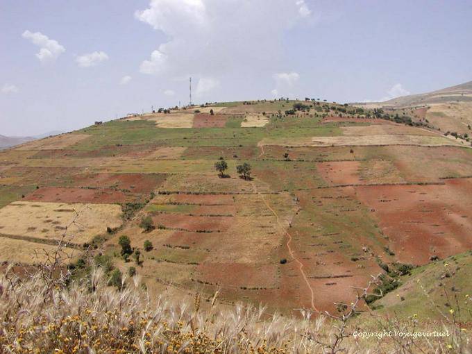 Mixed cultures of the Rif, cereals and cannabis - Morocco