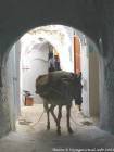 Donkey saddled in an alley, Medina, Chefchaouen, Morocco.