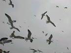 Swarm of seabirds above the port of Essaouira, Morocco.