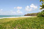 Anse à Prunes, greenery on the beach, Martinique.
