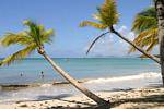Palm trees lying in the Grande Anse des Salines, Martinique.